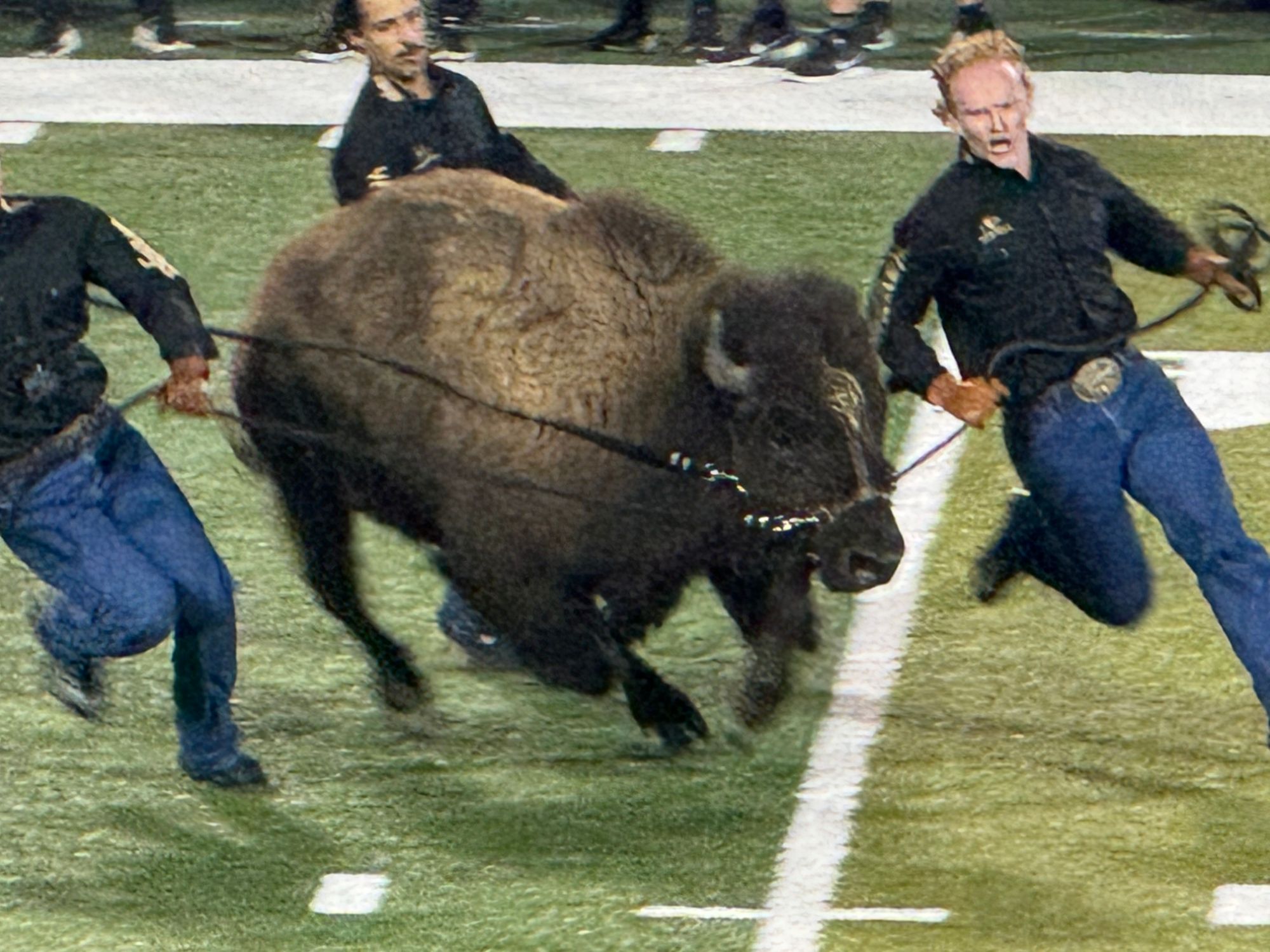 Ralphie the buffalo running at Folsom Field with her student handlers before Colorado's game against Texas Tech.